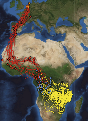 Najaarstrek van o.a. Nederland naar  Afrika onder de  Sahara.